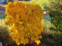 BRÜHWILER-GARTENBAU, BAUMPFLEGE