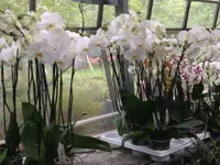 Blumen Müller
