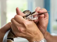 Dr. med. vet. Frey Artur - Klicken Sie, um das Bild 8 in einer Lightbox vergrössert darzustellen