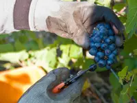 Domaine de la Côte d'Or
