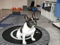 anima activa Hundephysiotherapie