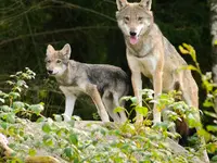 Pro Natura Genève