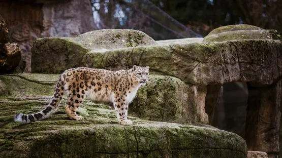 Die neun schönsten Zoos
