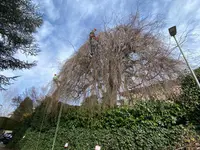 Mémoires d'Arbres