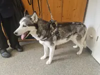 Hundesalon Dany