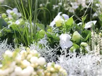 AUHOF Pflanzen Garten Blumen