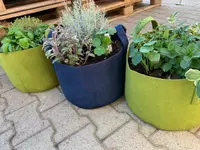 Zimmermann Flaach AG Blumen & Gartenbau
