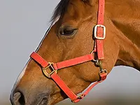Pony-Club et centre équestre de Chavannes-des-Bois