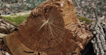 Arboristes-Conseils Sàrl