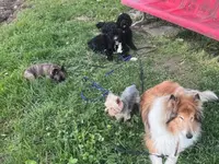 Focus Dogs Hundeschule KlG