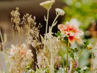 Blumen Schweizer