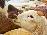 Tierschutzverein Amriswil und Umgebung