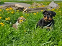 Hundeschule Barts - Klicken Sie, um das Bild 3 in einer Lightbox vergrössert darzustellen