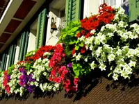 Gasthaus zum Rössli