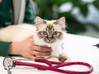 Katzen-Praxis.ch