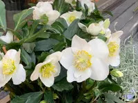 Les Fleuridées