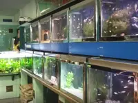 Zoo Adebar sagl