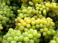 Quality Wine Sàrl