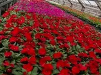 Blumen Hirt