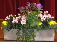 Bärtschi Blumen Pflanzen Floristik