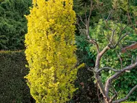 SULA Gartenbau GmbH - Klicken Sie, um das Bild 5 in einer Lightbox vergrössert darzustellen