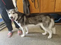 Hundesalon Dany - Klicken Sie, um das Bild 1 in einer Lightbox vergrössert darzustellen