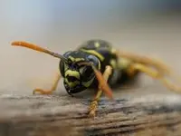 BITIS disinfestazioni SA - Klicken Sie, um das Bild 7 in einer Lightbox vergrössert darzustellen