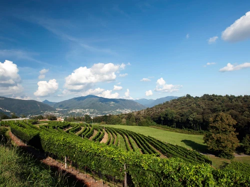 Gialdi Vini SA - Klicken, um das Panorama Bild vergrössert darzustellen