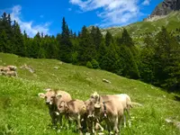 Azienda Agricola Ai Pianoi - Klicken Sie, um das Bild 9 in einer Lightbox vergrössert darzustellen