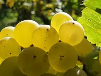 Domaine des Bonnettes - Vin Genève Suisse - Klicken Sie, um das Bild 5 in einer Lightbox vergrössert darzustellen