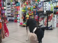amico mio di Braga