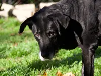 Società Protezione Animali Locarno e Valli