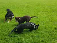 Hundeschule MyBestFriends - Klicken Sie, um das Bild 5 in einer Lightbox vergrössert darzustellen