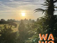 WaWo Sàrl