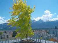 Kummer Gartenbau - Pflanzenoase