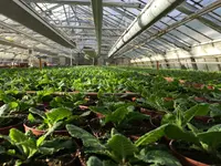 Blumen Joos GmbH