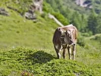 Caseificio Valposchiavo - Klicken Sie, um das Bild 10 in einer Lightbox vergrössert darzustellen