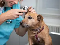 Tierklinik Leimental - cliccare per ingrandire l’immagine 11 in una lightbox