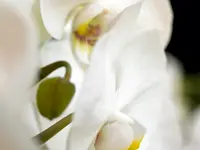 Widler Gartenbau + Floristik AG