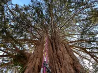 ONSFOREST Sagl