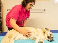 Hund in Balance Hundephysiotherapie