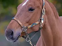 Pony-Club et centre équestre de Chavannes-des-Bois