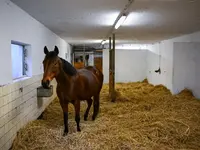 Reitsportzentrum St. Josefen AG - Klicken Sie, um das Bild 8 in einer Lightbox vergrössert darzustellen