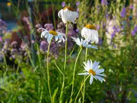 E.+R. Forrer Gartenbau AG