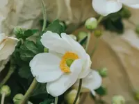 Fleurs du Coeur
