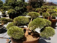 Pépinières Meylan SA