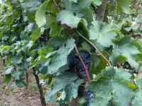 oleowine & Art