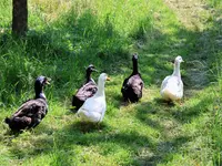 Ther'animal - Klicken Sie, um das Bild 5 in einer Lightbox vergrössert darzustellen