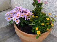 Les fleurs d'Alena