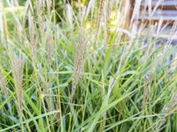 Vonlanthen Gartengestaltung